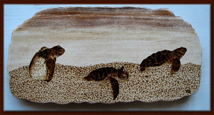 caretta loggerhead turtle tanja sova pyrography
